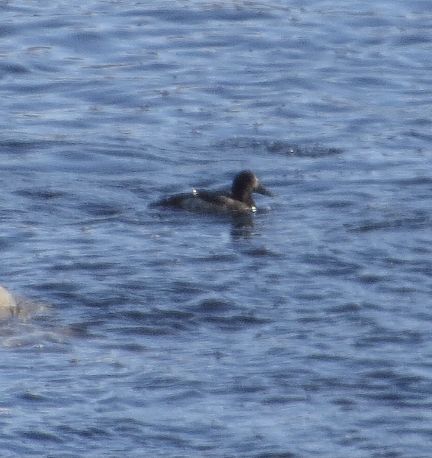 Greater Scaup - ML612167989