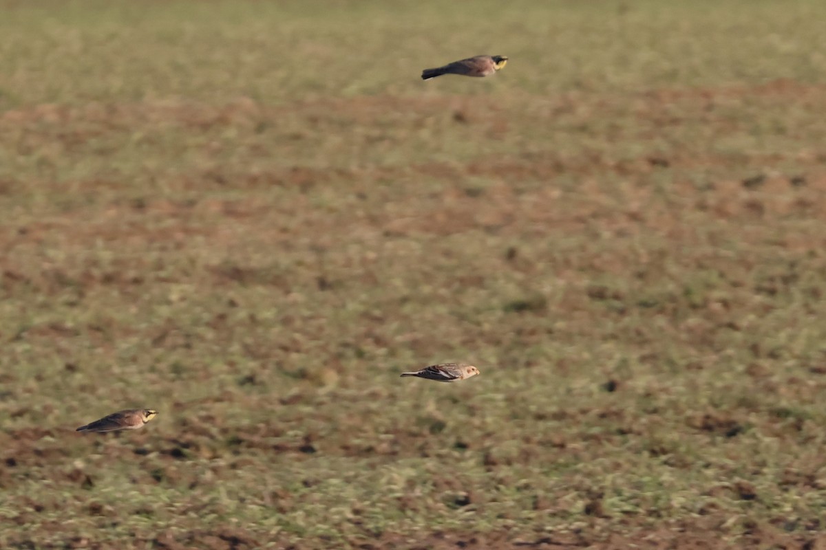 Snow Bunting - ML612167996