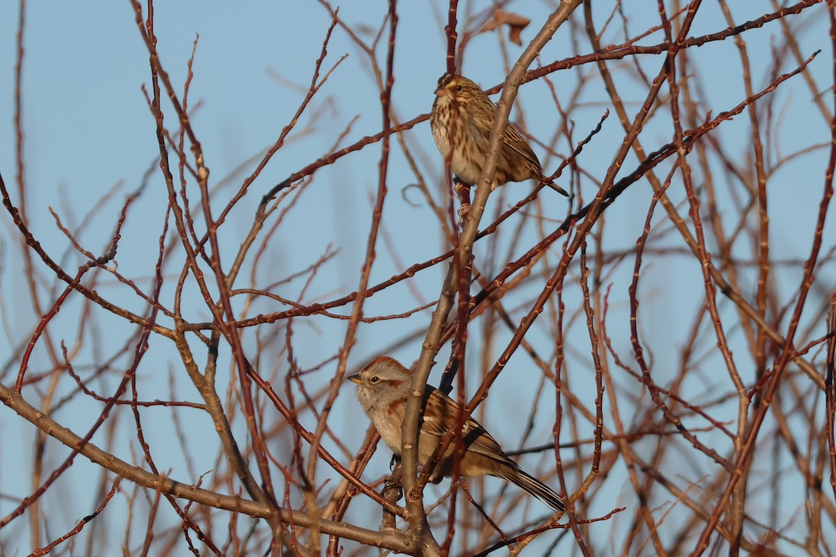 Savannah Sparrow (Savannah) - ML612167999