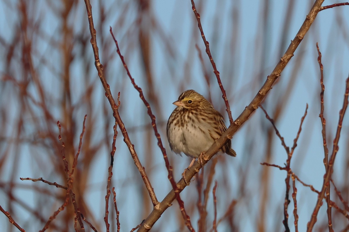 Savannah Sparrow (Savannah) - David Nelson