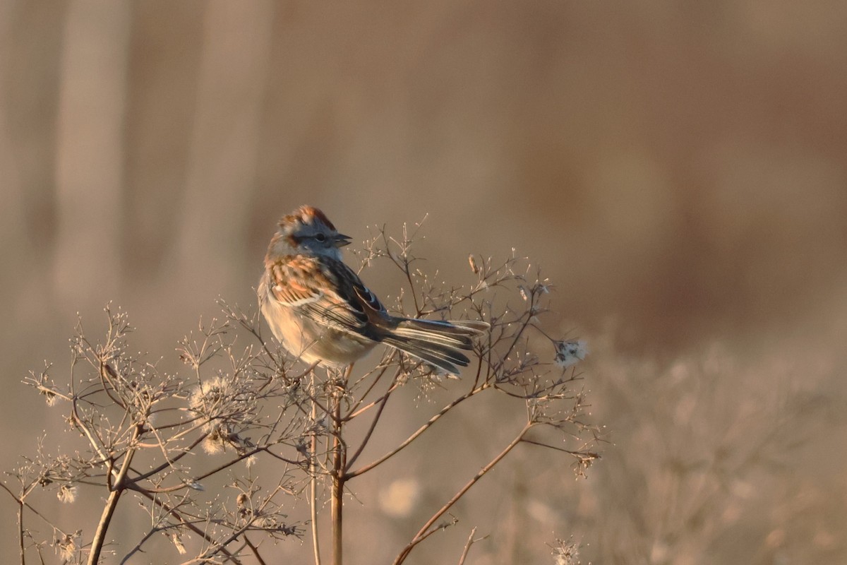 American Tree Sparrow - ML612168015