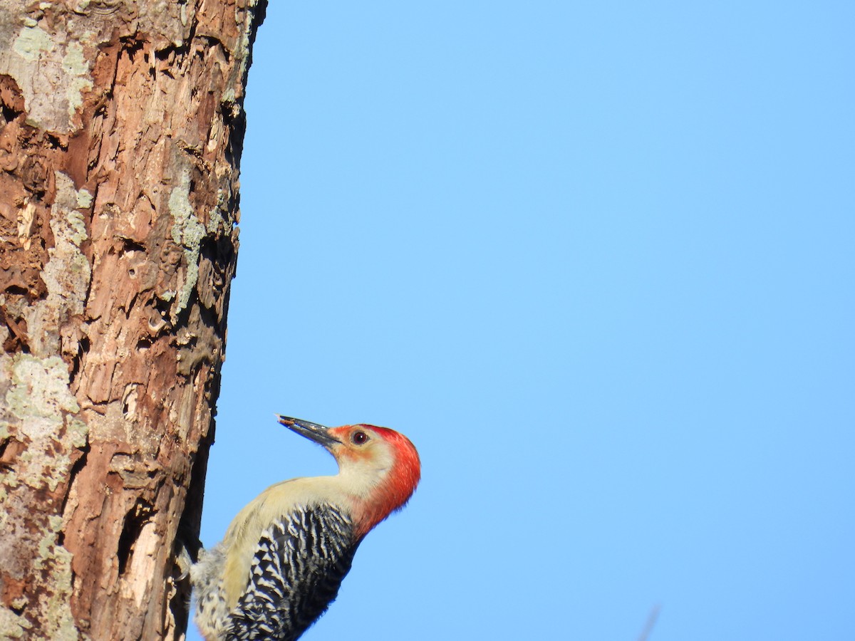 Red-bellied Woodpecker - Kathy Spencer