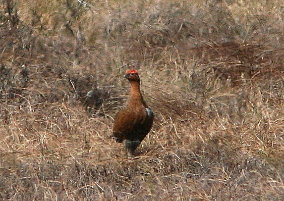 Willow Ptarmigan (Red Grouse) - ML612168029