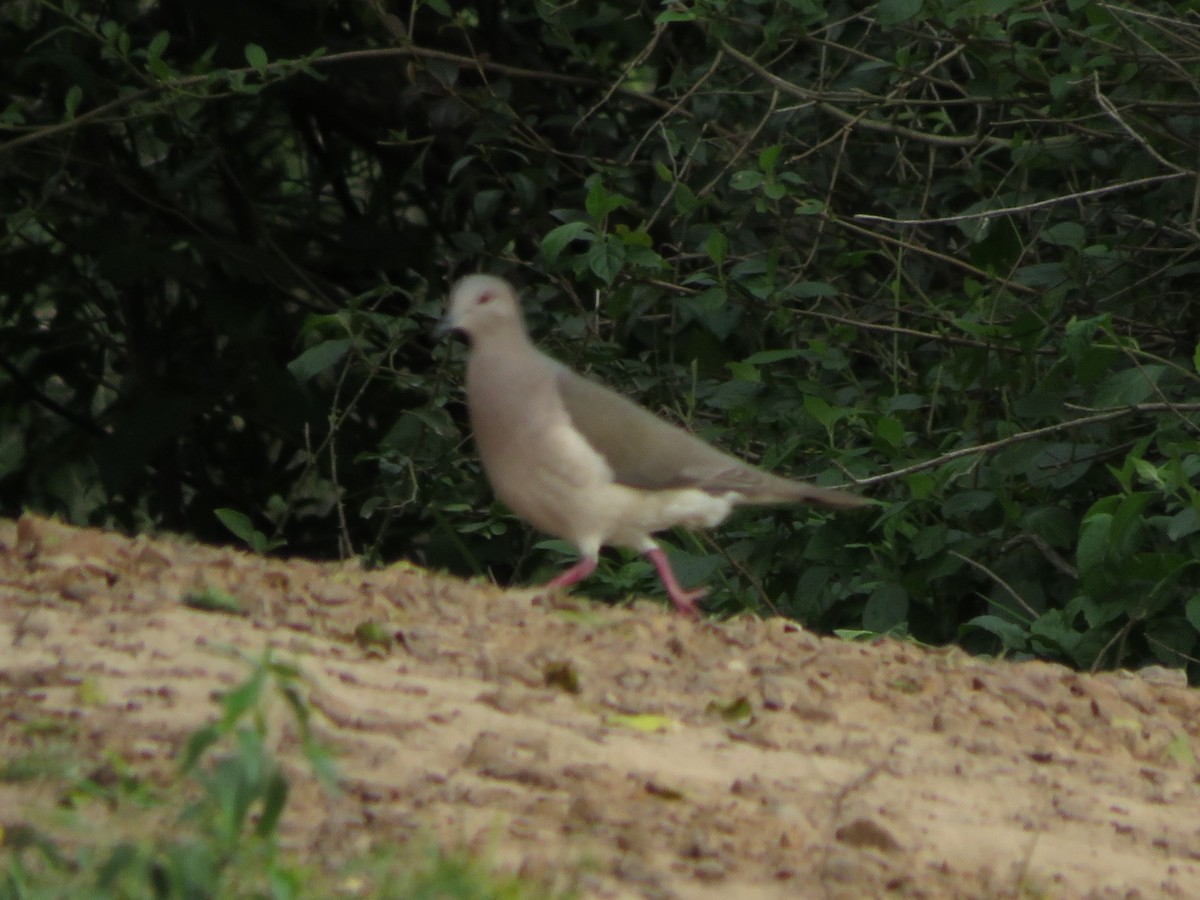 White-tipped Dove - ML612168111