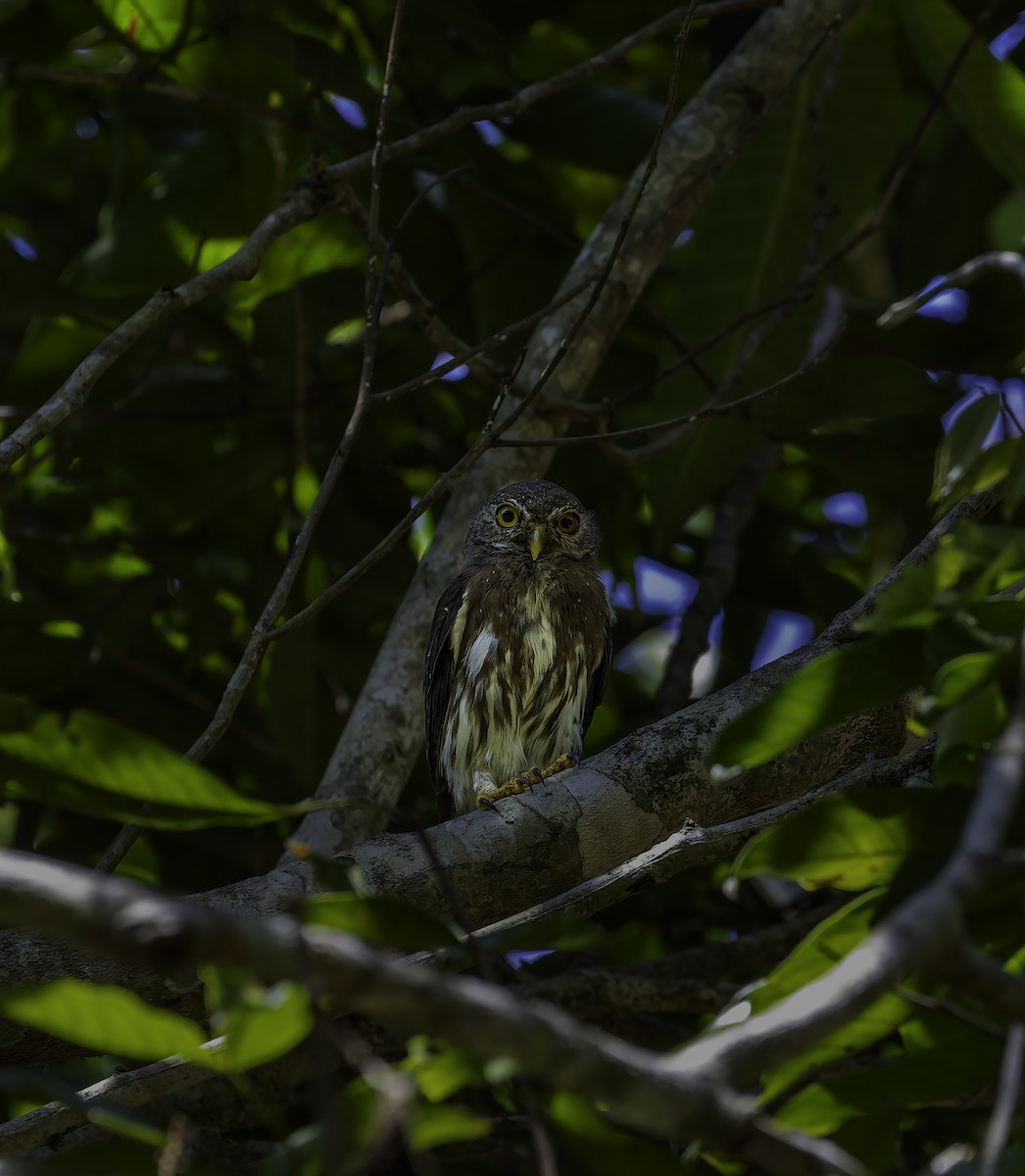 Amazonian Pygmy-Owl - ML612168143