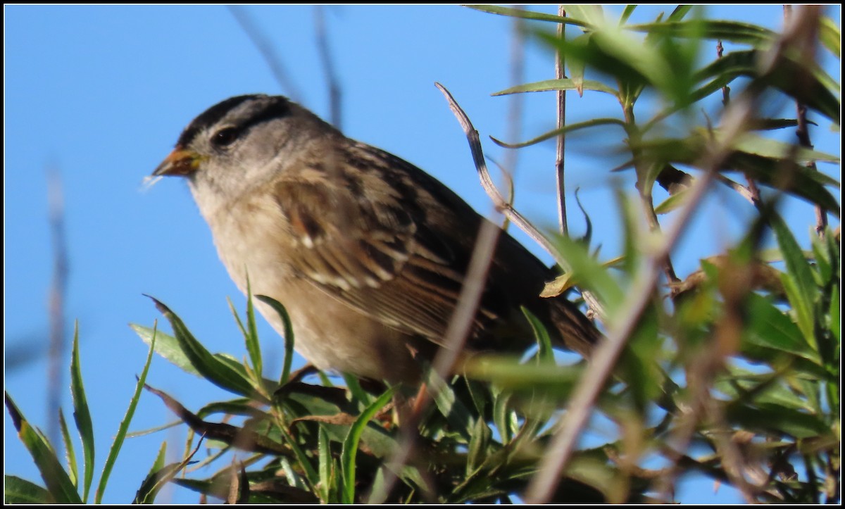 White-crowned Sparrow - ML612168202