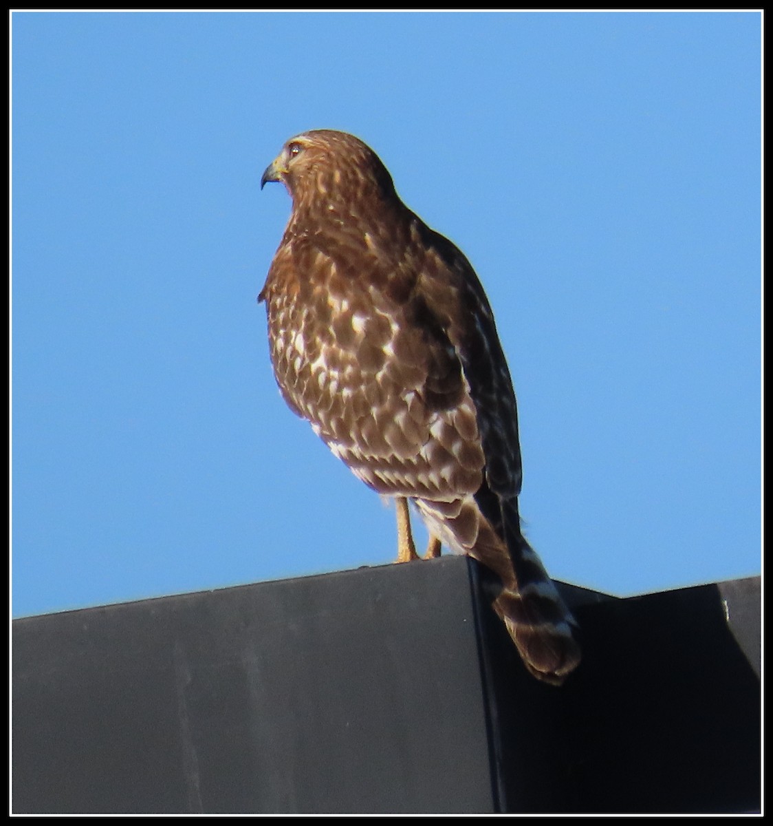 Red-shouldered Hawk - ML612168211