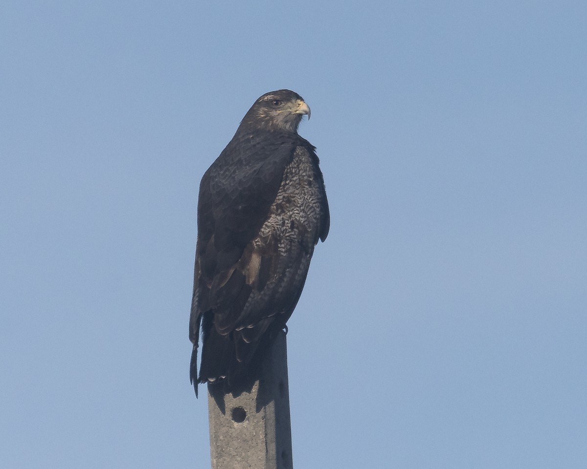 Black-chested Buzzard-Eagle - ML612168219