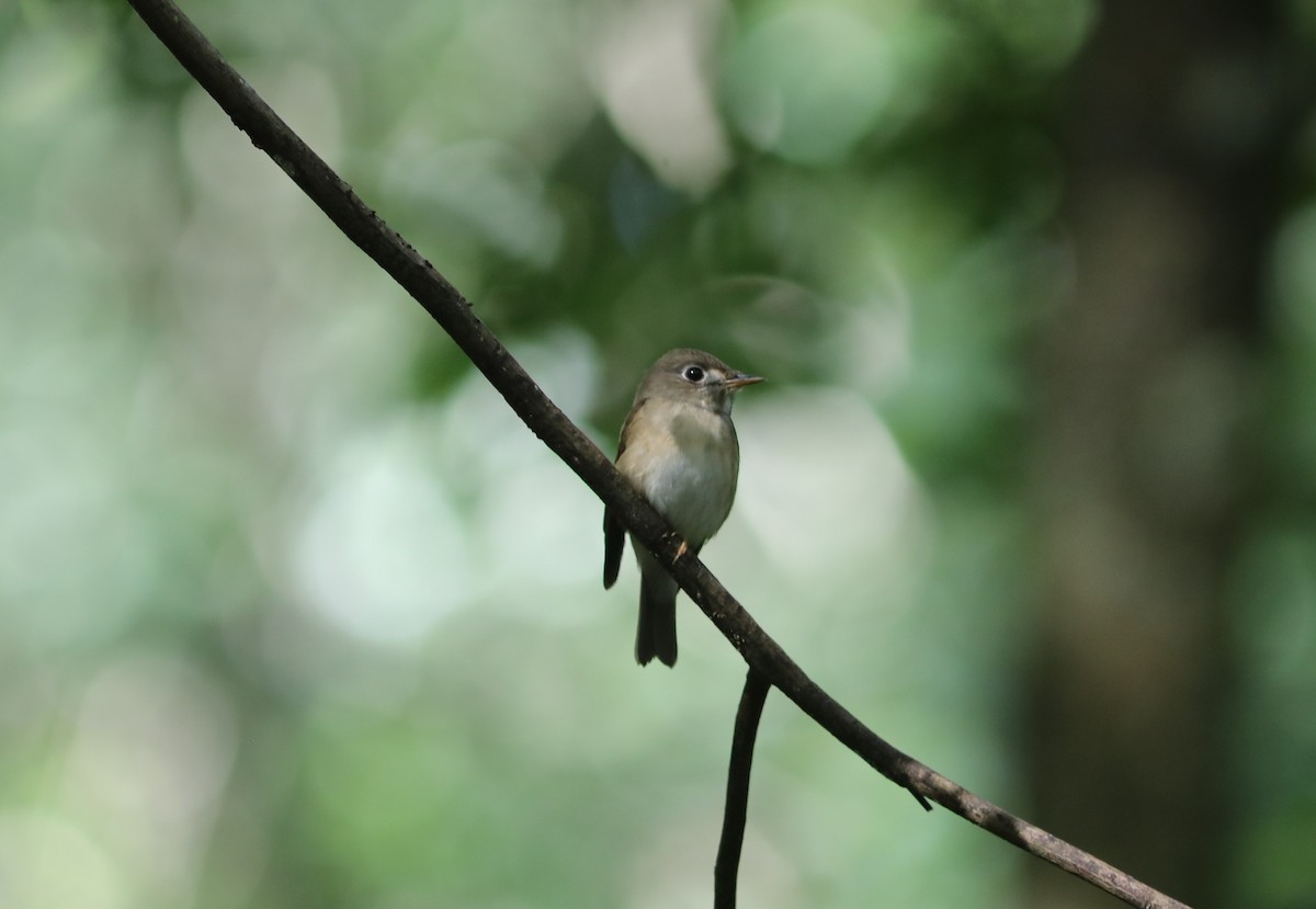 Brown-breasted Flycatcher - ML612168283