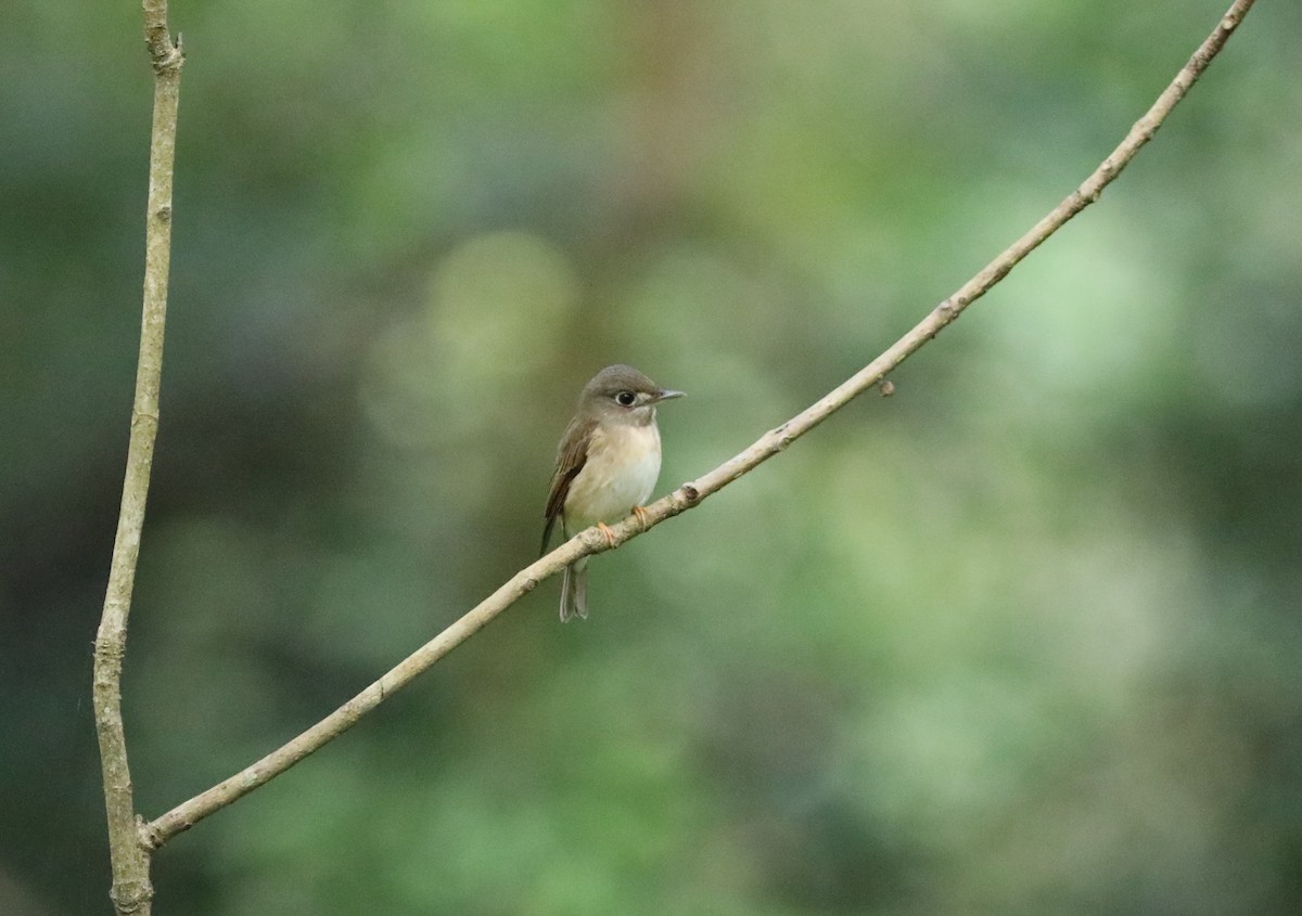 Brown-breasted Flycatcher - ML612168284