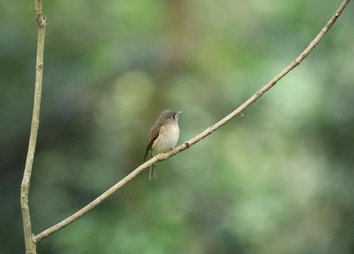 Brown-breasted Flycatcher - ML612168286