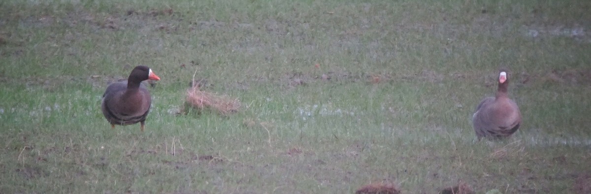 husa běločelá (ssp. flavirostris) - ML612168372