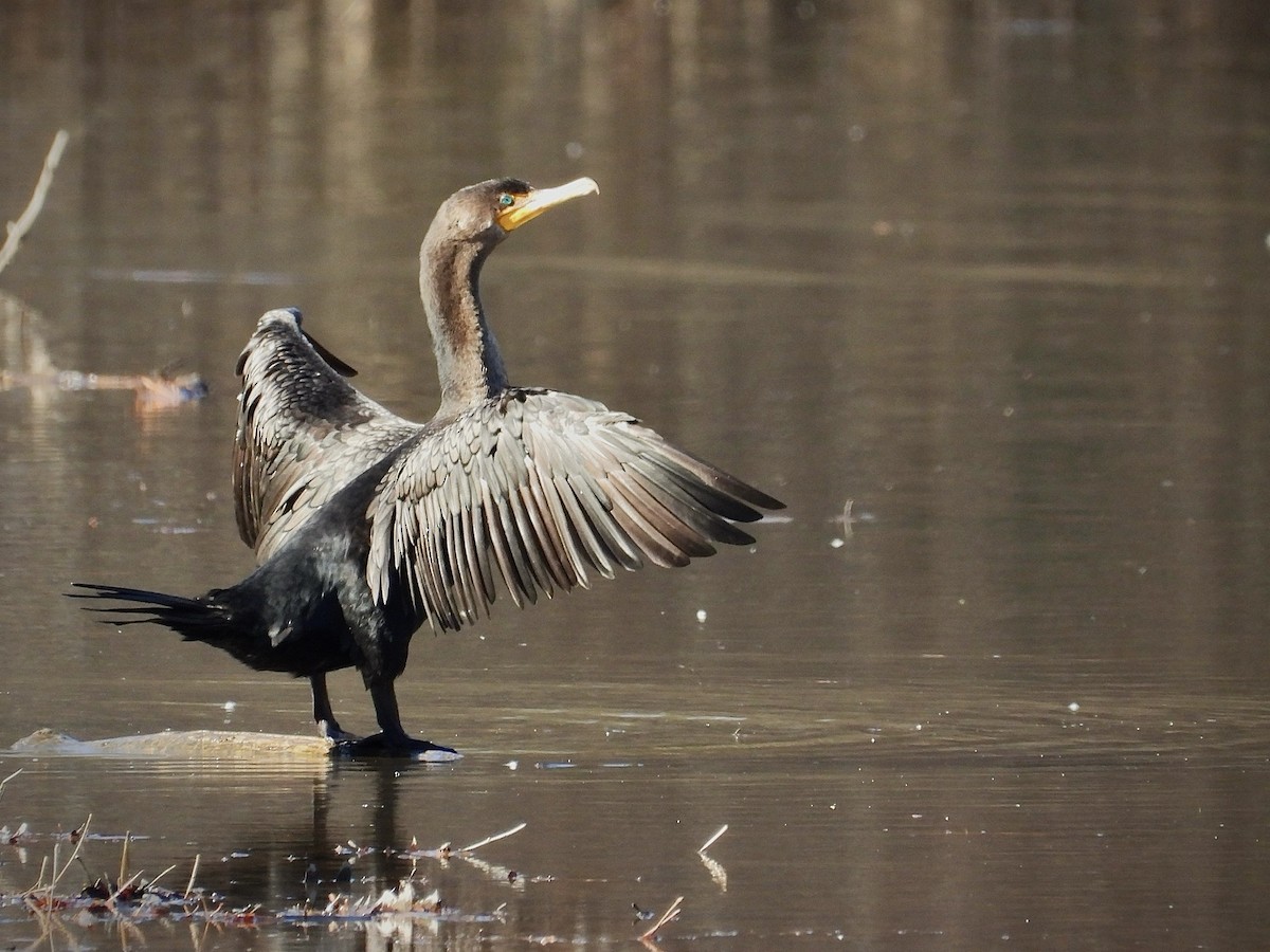 Double-crested Cormorant - ML612168392