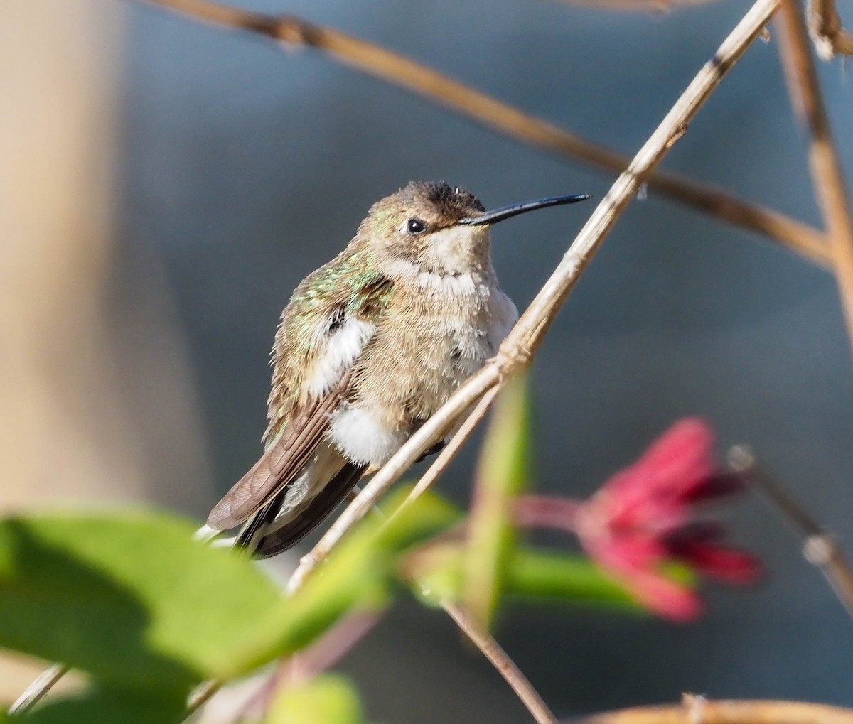 Black-chinned Hummingbird - Daniel PICARD