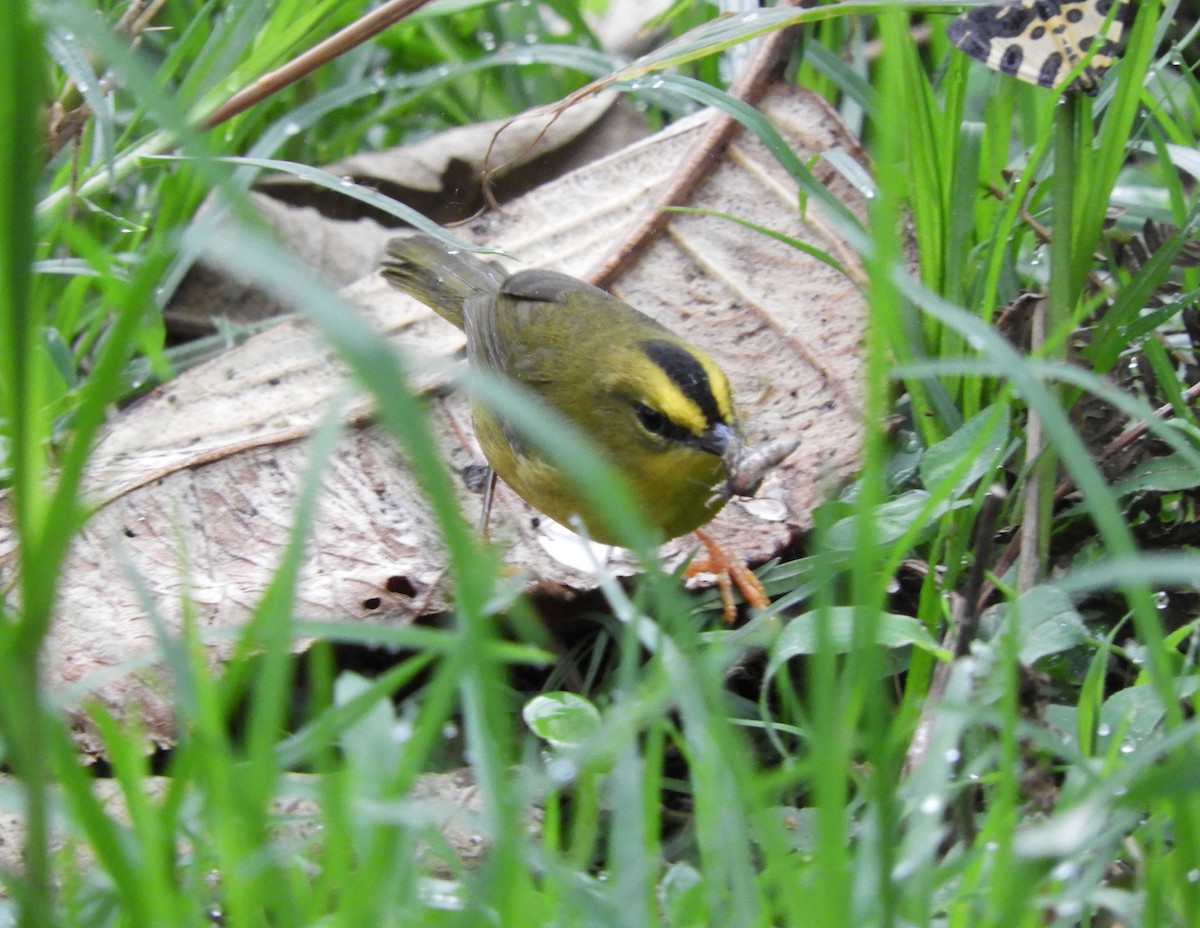 Black-crested Warbler - ML612168395