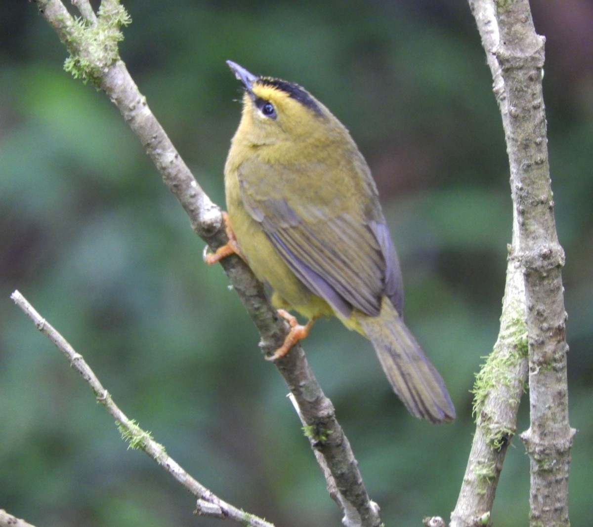 Black-crested Warbler - ML612168396