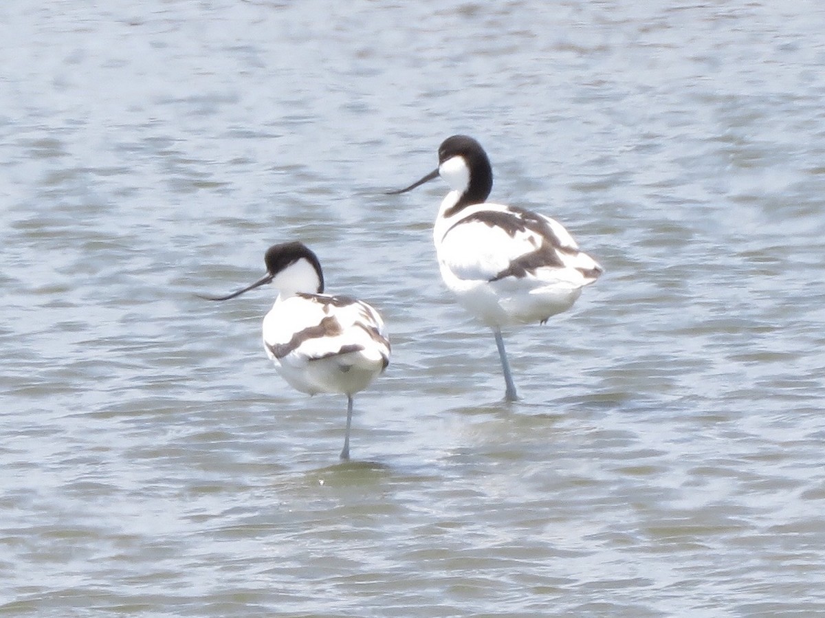 Pied Avocet - John Brattey