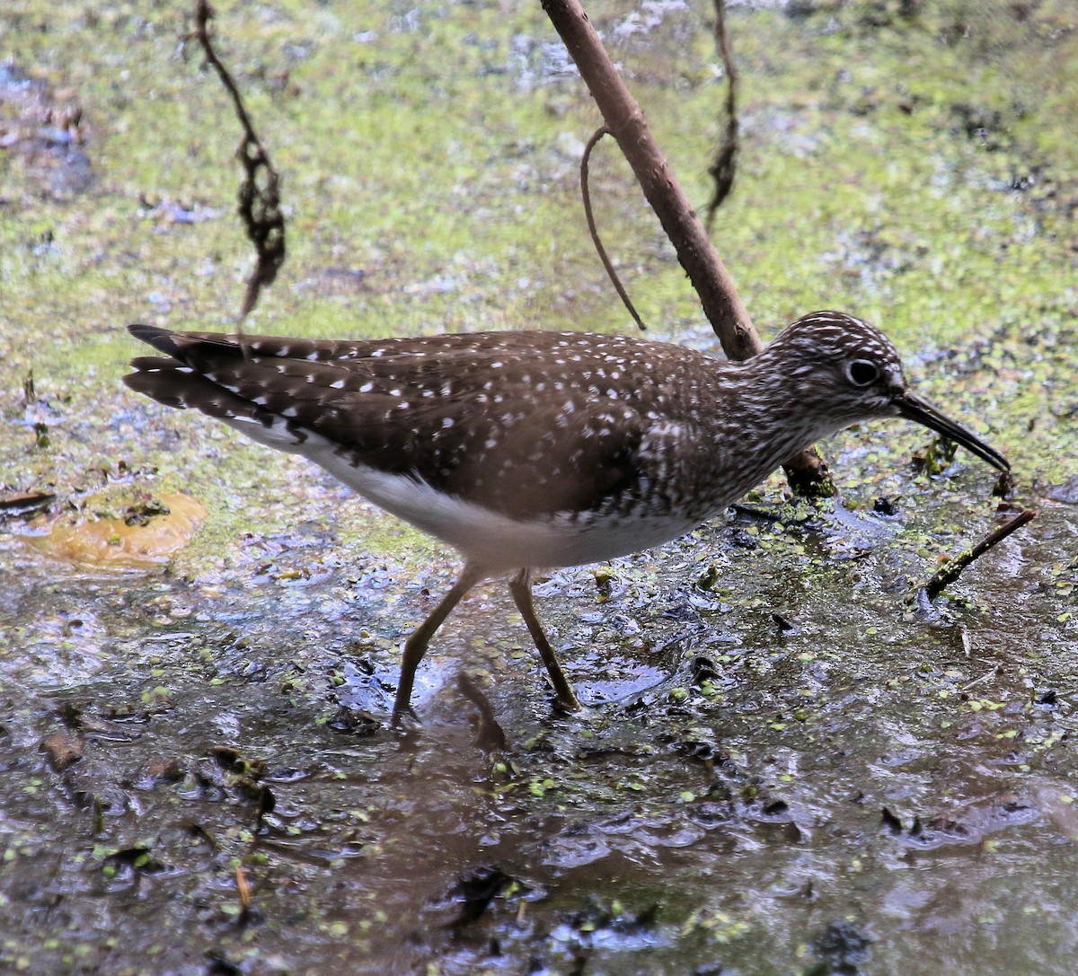 Solitary Sandpiper - ML612168473