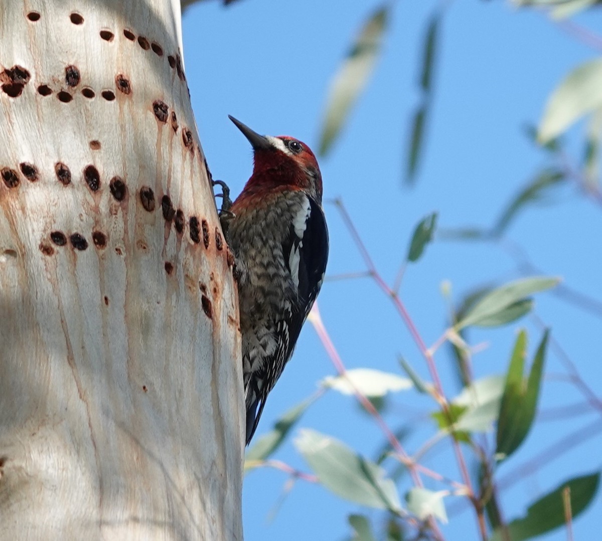 Red-breasted Sapsucker - ML612168540