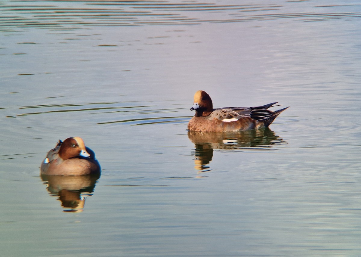 Eurasian Wigeon - ML612168542