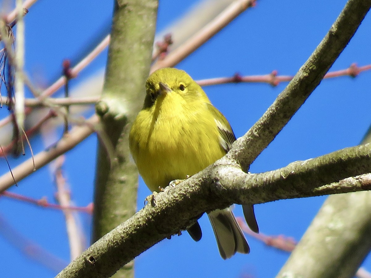 Pine Warbler - ML612168550