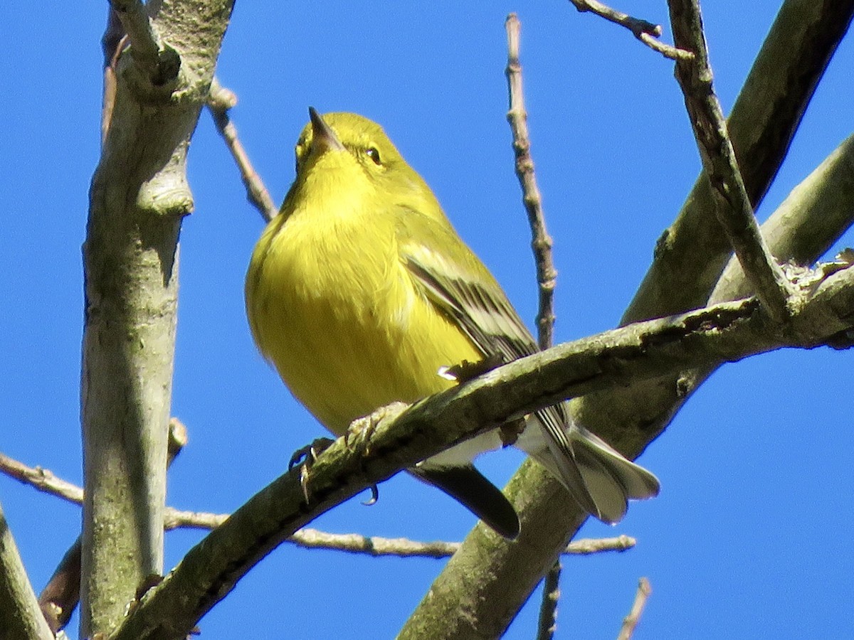 Pine Warbler - ML612168551