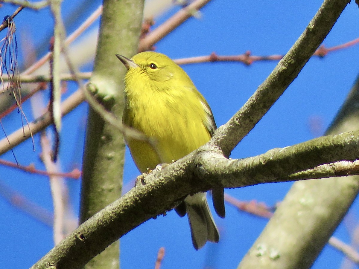 Pine Warbler - George Poscover