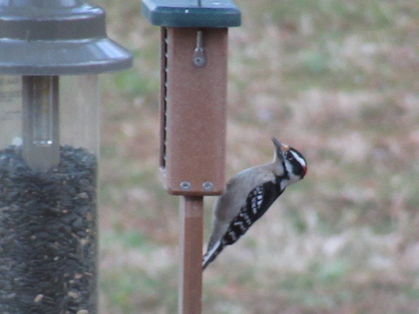 Downy Woodpecker - LynnErla Beegle