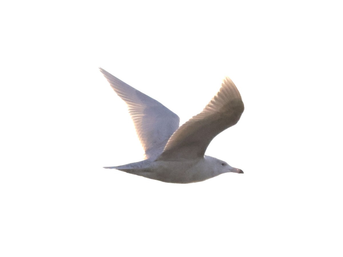 שחף לבן-כנף - ML612168571