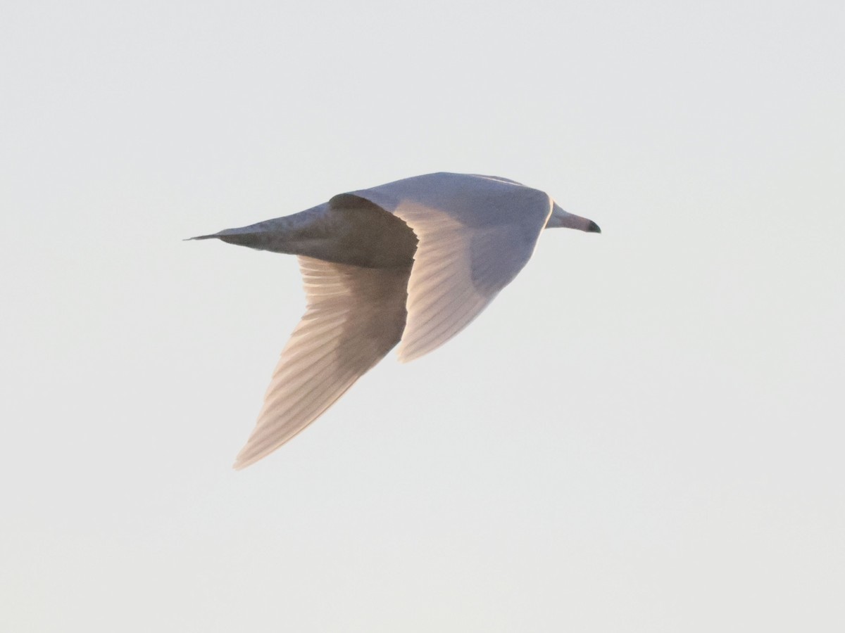 Glaucous Gull - ML612168572