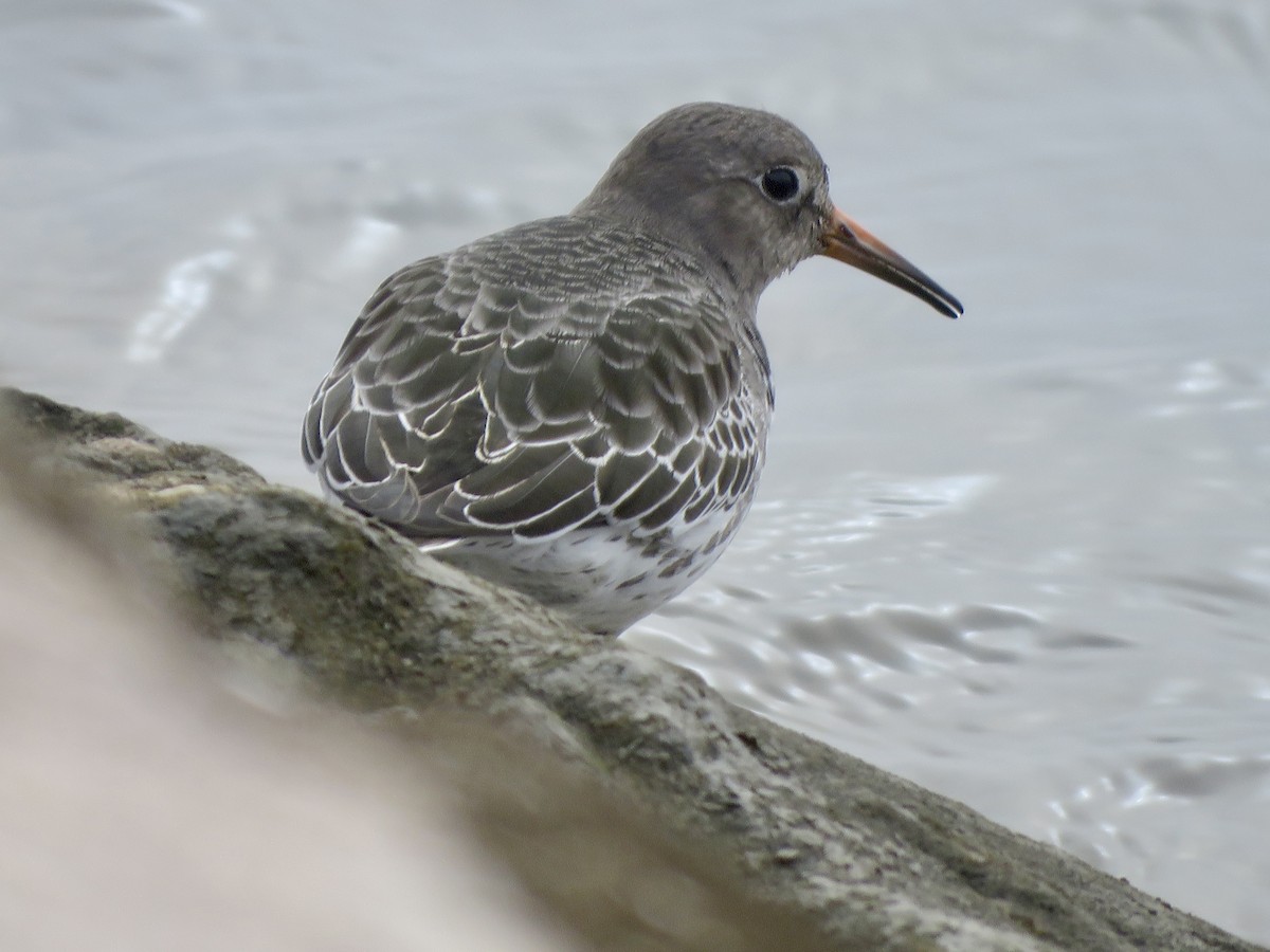 Purple Sandpiper - ML612168591