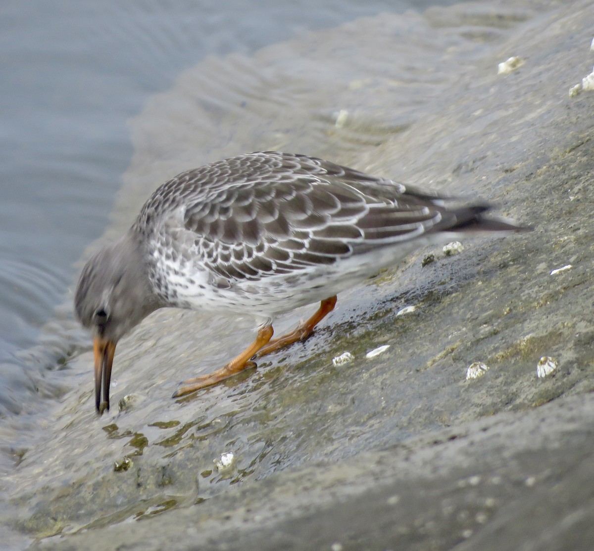 Purple Sandpiper - ML612168593