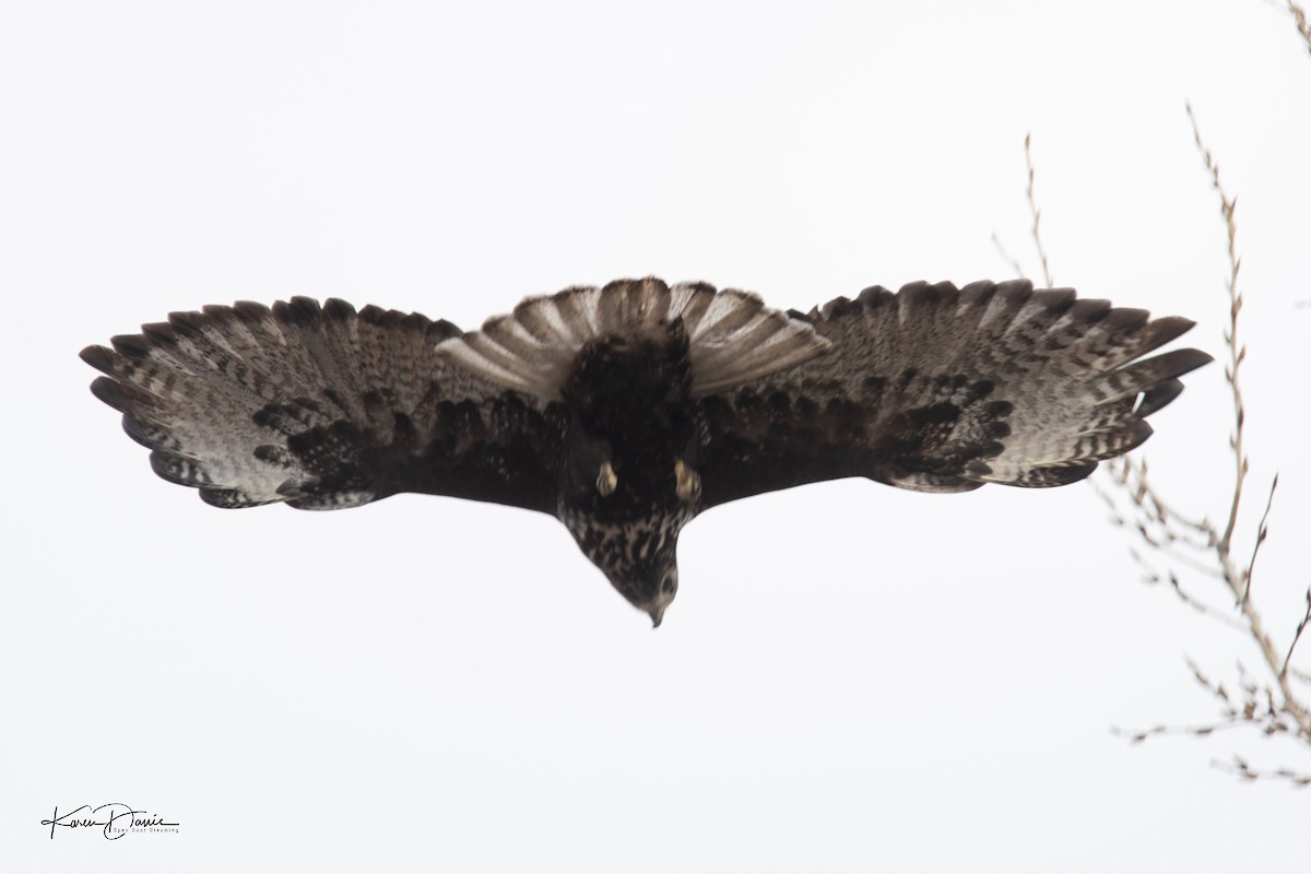Red-tailed Hawk (Harlan's) - Karen Davis