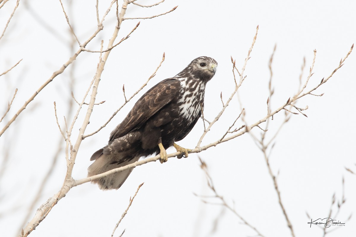 Red-tailed Hawk (Harlan's) - ML612168763