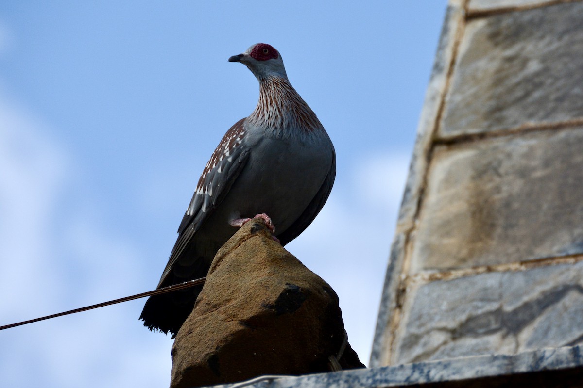 Speckled Pigeon - Eric Allen