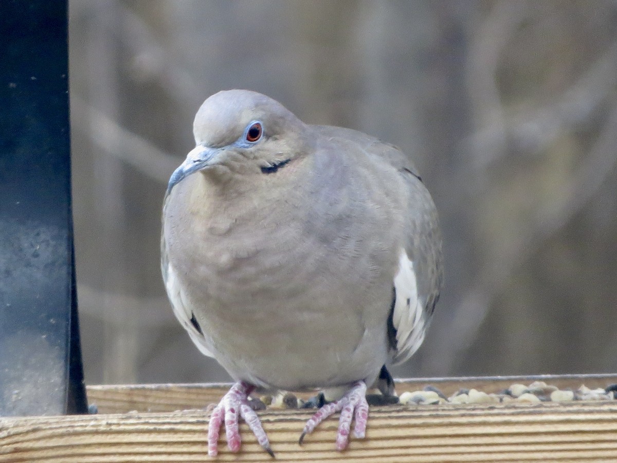 White-winged Dove - ML612168778