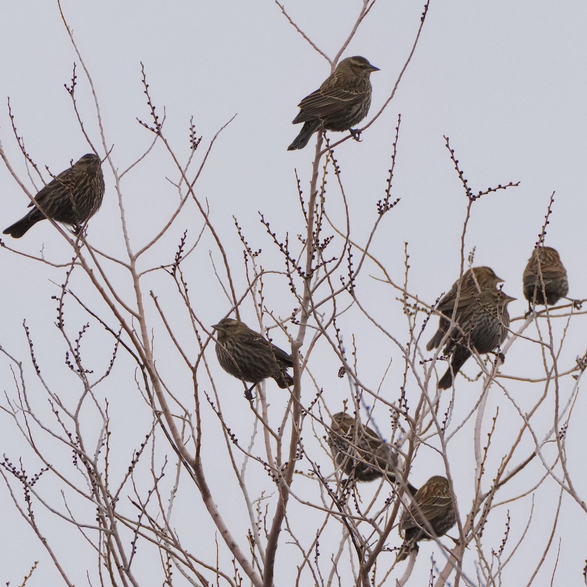 Red-winged Blackbird - Charlene Fan