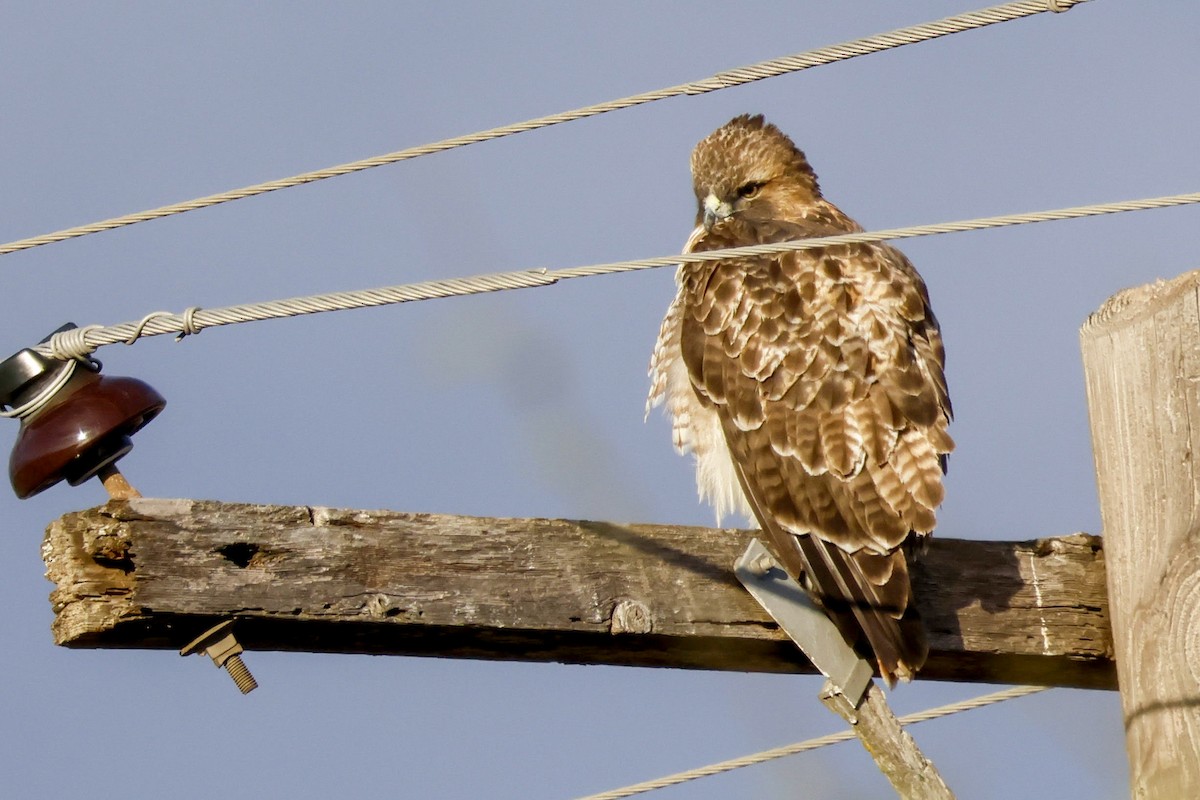 Red-tailed Hawk - ML612168809