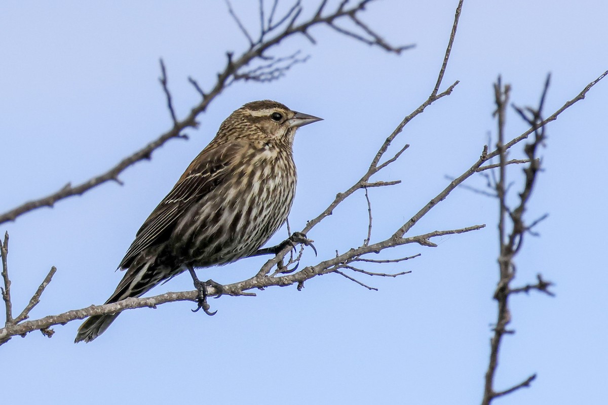 Red-winged Blackbird (Red-winged) - ML612168822