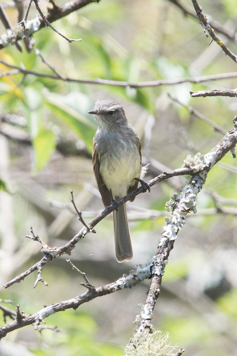 Tumbes Tyrannulet - ML612168883