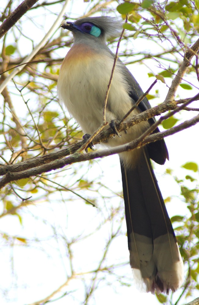 Crested Coua - ML612168900