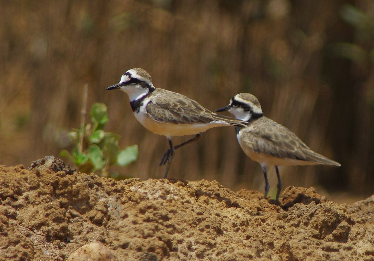 Madagascar Plover - Volkov Sergey