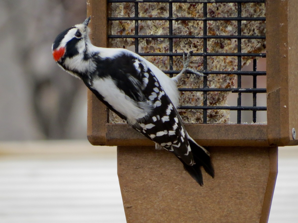 Downy Woodpecker (Eastern) - ML612168968