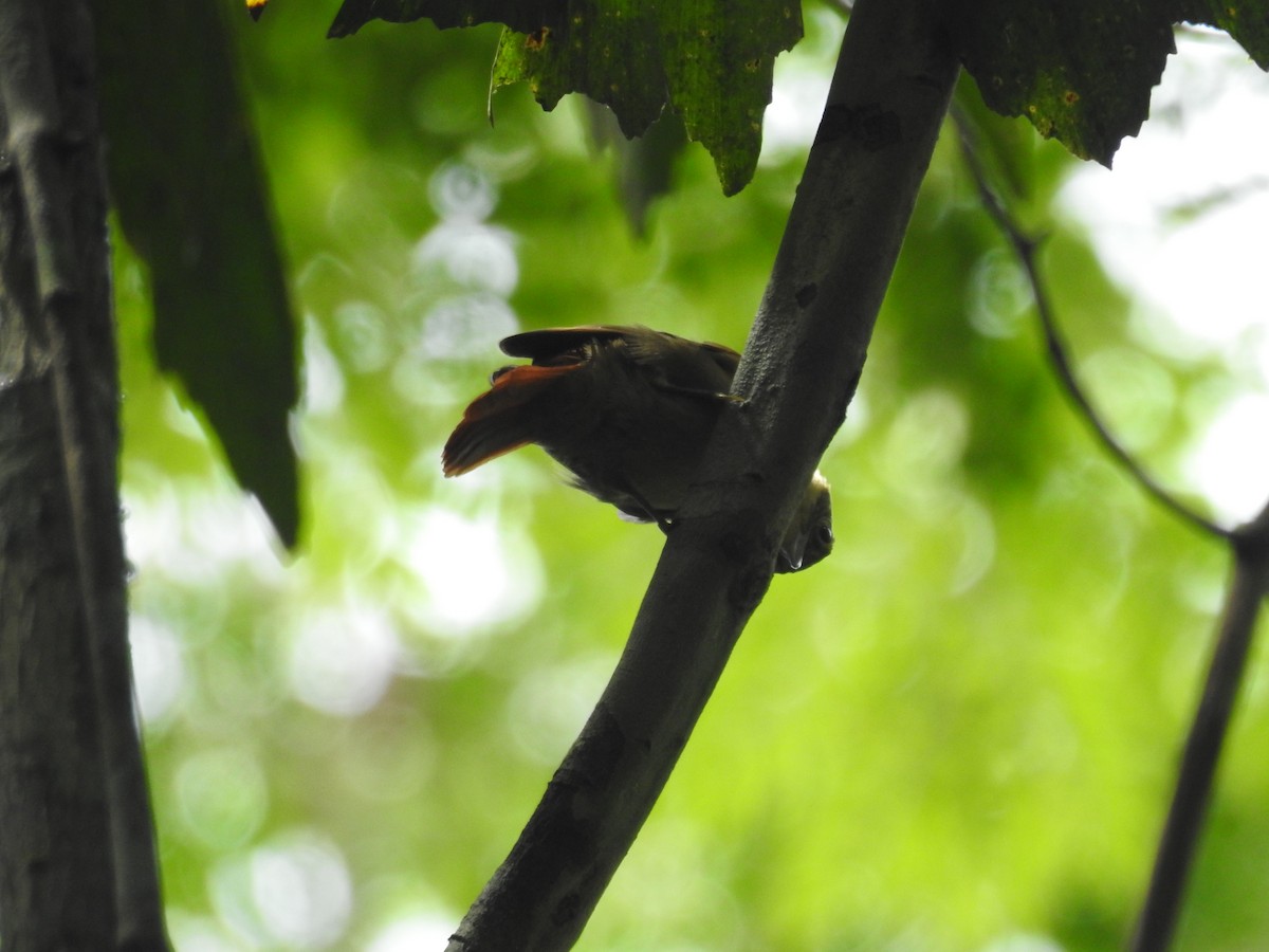 Rufous-tailed Foliage-gleaner - Raul Afonso Pommer-Barbosa - Amazon Birdwatching