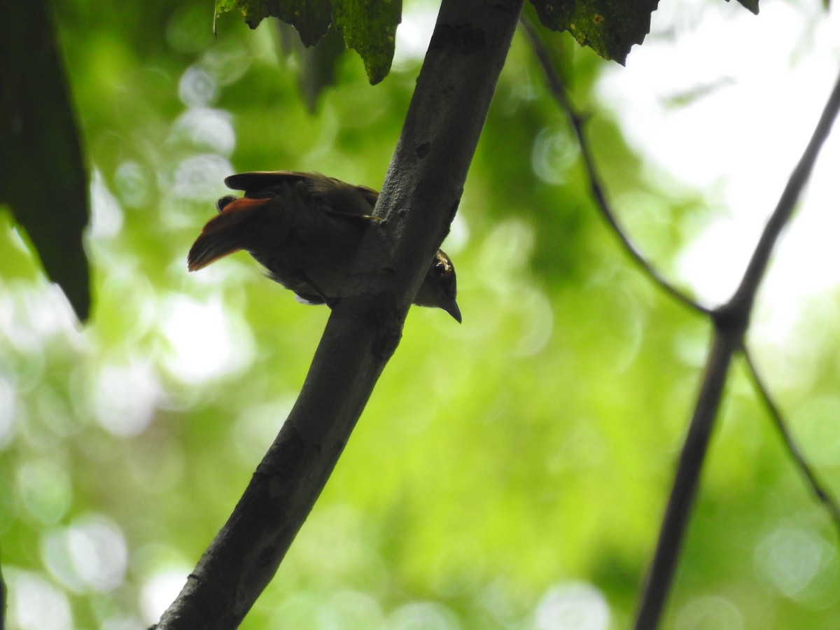 Rufous-tailed Foliage-gleaner - Raul Afonso Pommer-Barbosa - Amazon Birdwatching