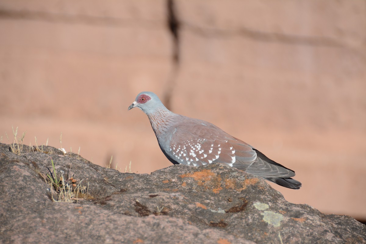 Speckled Pigeon - Eric Allen