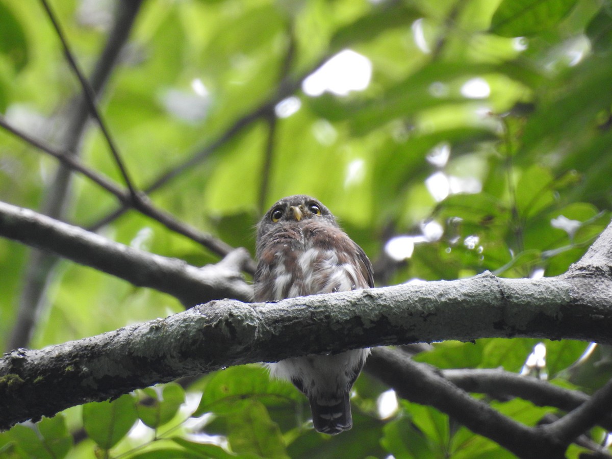 Amazonian Pygmy-Owl - Raul Afonso Pommer-Barbosa - Amazon Birdwatching