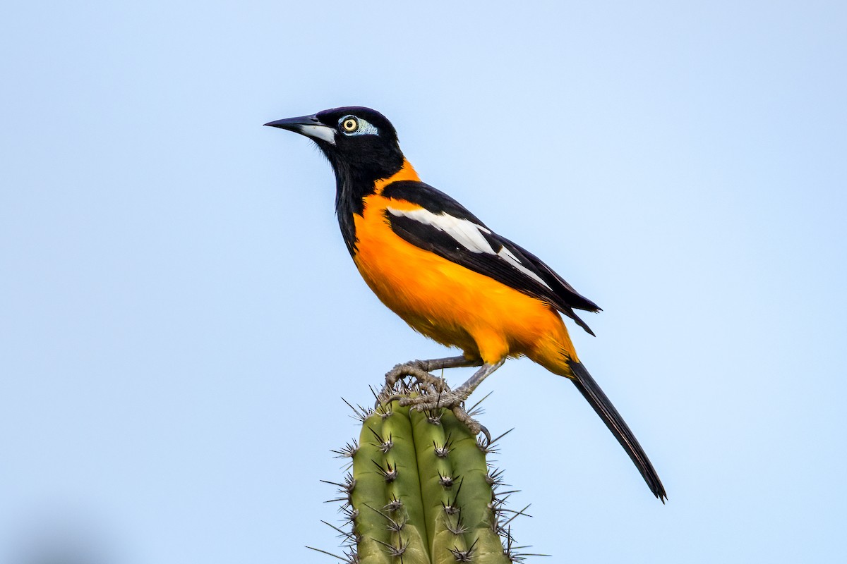 Venezuelan Troupial - ML612169021