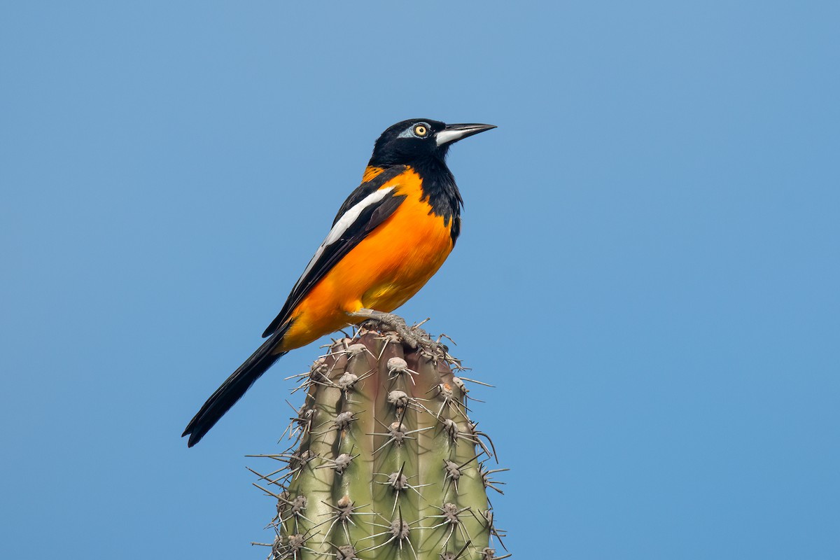 ムクドリモドキ - ML612169024