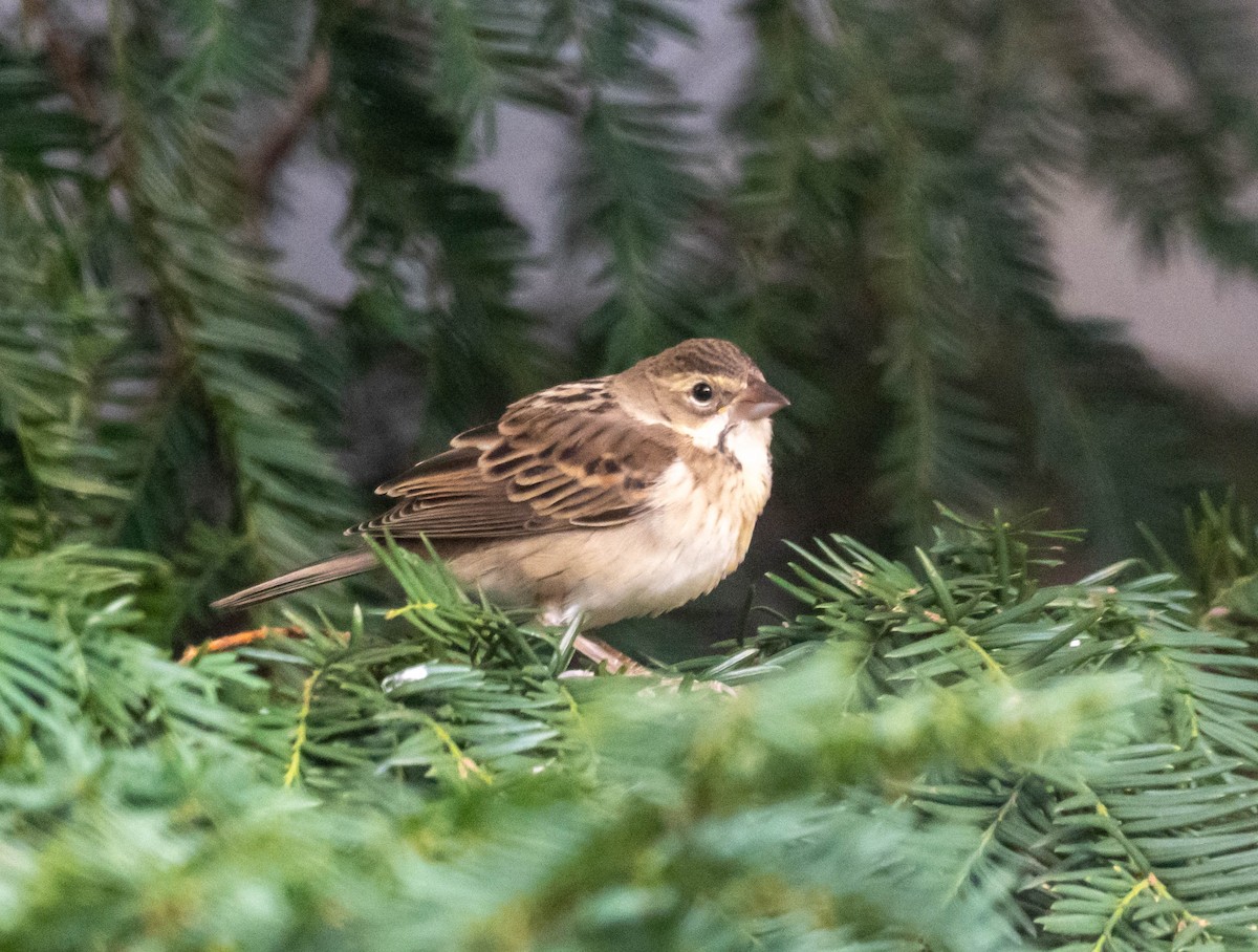 Dickcissel - ML612169026